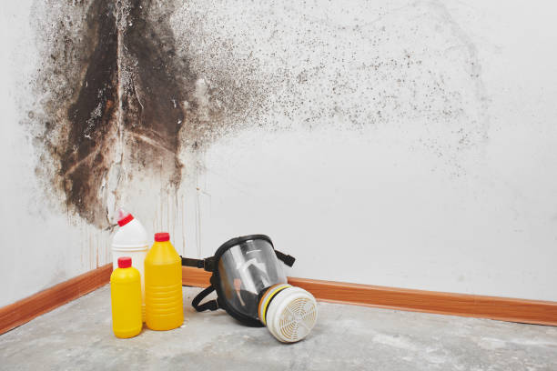 Professional Mold Removal in South Bloomfield, OH