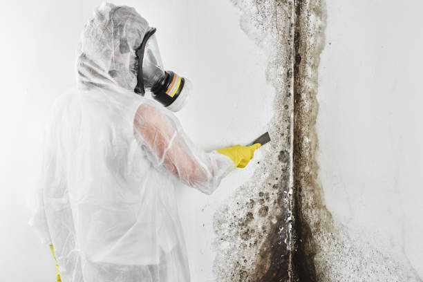 Best Mold Testing  in South Bloomfield, OH