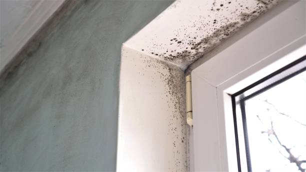 Best Toxic Mold Removal  in South Bloomfield, OH