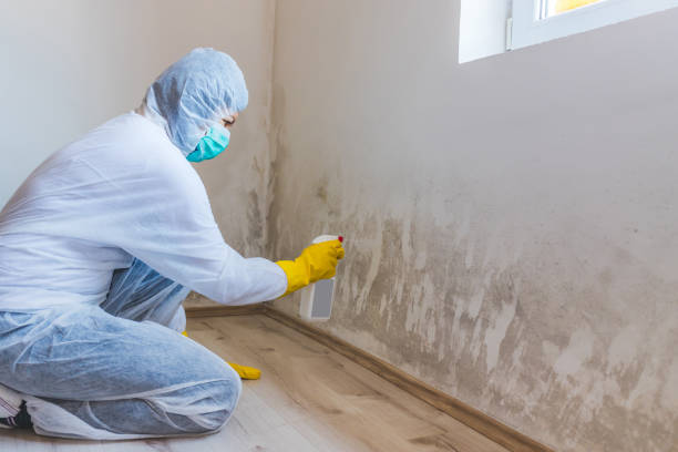 Mold Removal and Inspection in South Bloomfield, OH