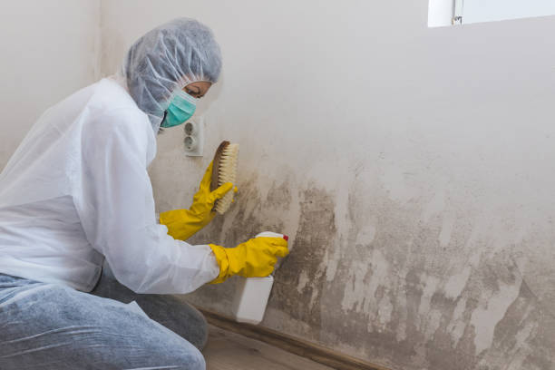 Best Local Mold Removal Service  in South Bloomfield, OH