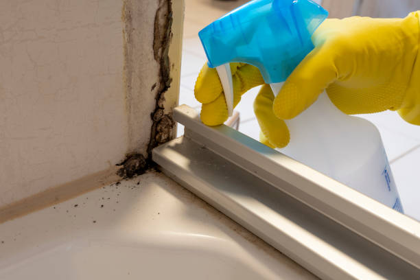 Best Residential Mold Removal  in South Bloomfield, OH