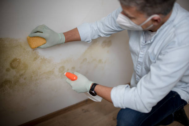 Best Mold Damage Repair  in South Bloomfield, OH