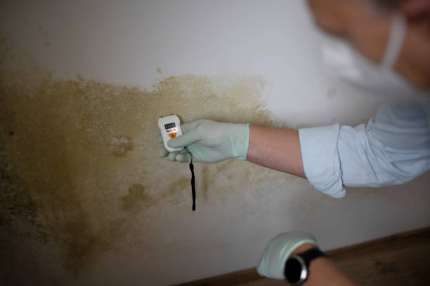  South Bloomfield, OH Mold Removal Pros