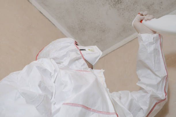 Best Professional Mold Removal  in South Bloomfield, OH