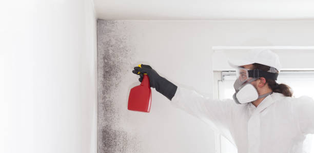 Best Home Mold Removal  in South Bloomfield, OH
