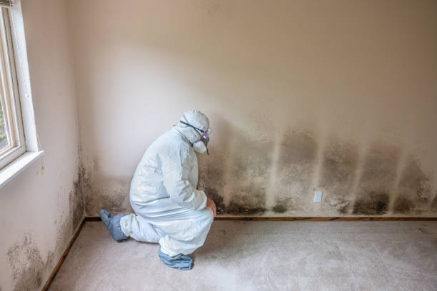 Best Mold Removal Company Near Me  in South Bloomfield, OH