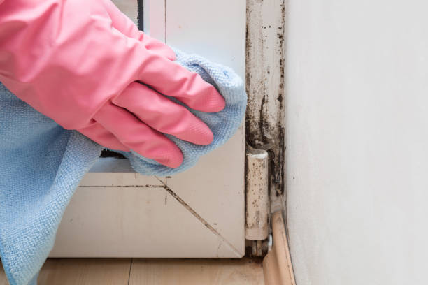 Best Affordable Mold Removal  in South Bloomfield, OH